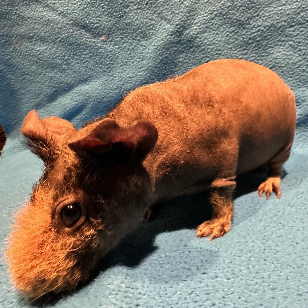 Skipper (bonded with Chuck), Adoptable, Young Male Guinea Pig.