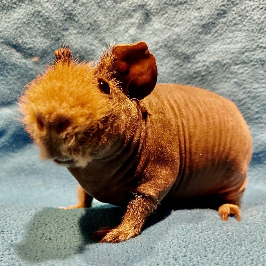 Enlarge Skipper (bonded with Chuck), a Adoptable Guinea Pig in Decatur, GA image 2/3