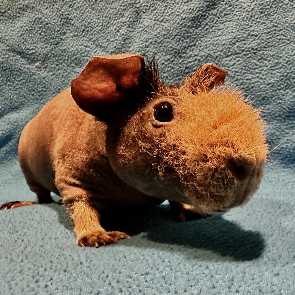 Enlarge Skipper (bonded with Chuck), a Adoptable Guinea Pig in Decatur, GA image 3/3