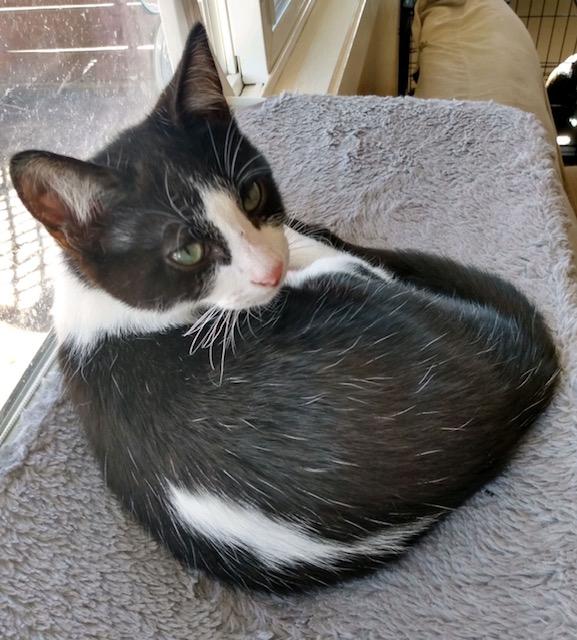 Enlarge Skunk, a Adoptable Domestic Short Hair in Klamath Falls, OR image 4/6