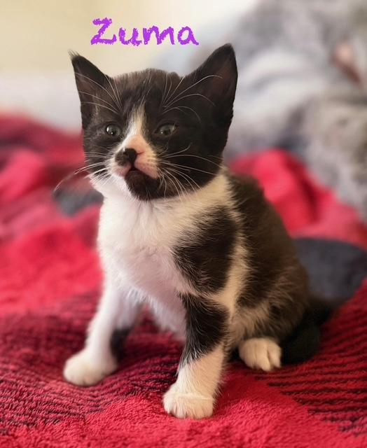 Enlarge Skunk, a Adoptable Domestic Short Hair in Klamath Falls, OR image 5/6