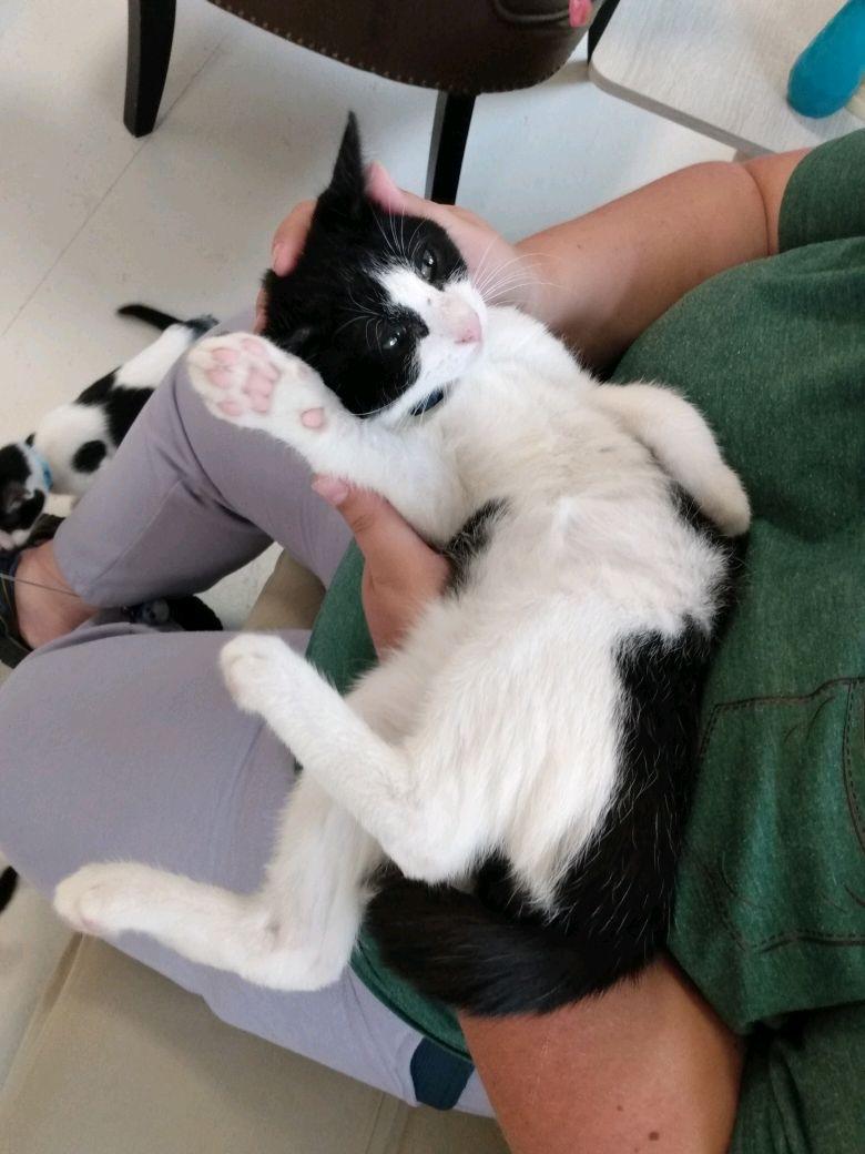 Enlarge Skunk, a Adoptable Domestic Short Hair in Klamath Falls, OR image 6/6