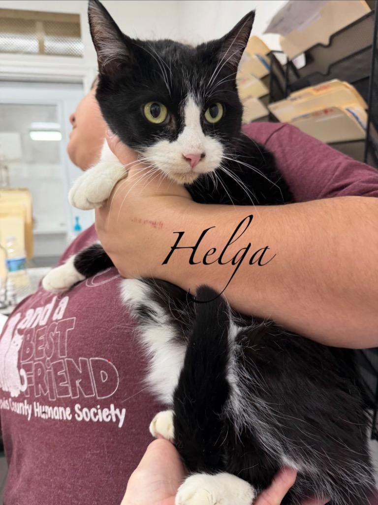 Helga/Sherlock, a Adoptable mixed breed in Glenfield, NY image 1/3