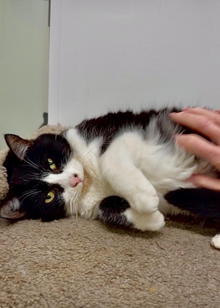 Helga/Sherlock, a Adoptable mixed breed in Glenfield, NY image 2/3