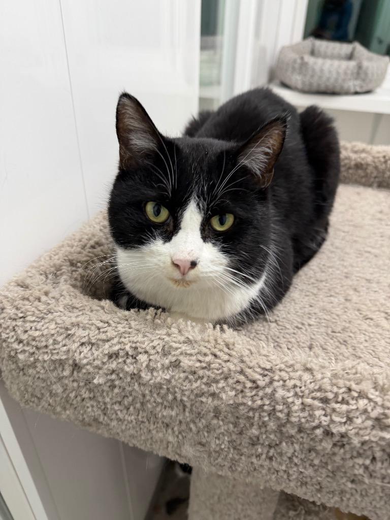 Helga/Sherlock, a Adoptable mixed breed in Glenfield, NY image 3/3