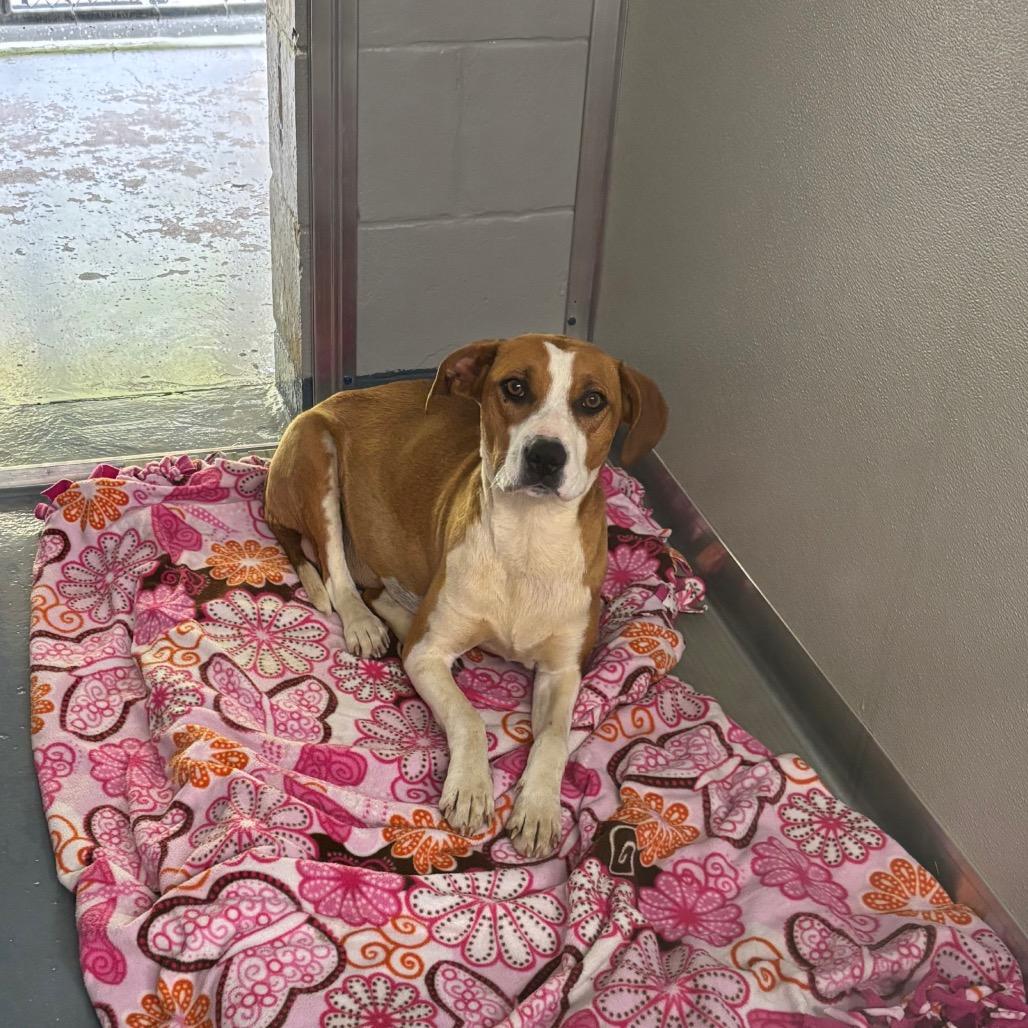 Enlarge May, a Adoptable mixed breed in Galax, VA image 1/1