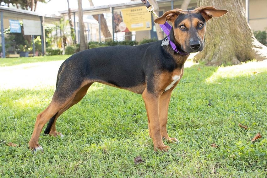 Enlarge Bolda, a ADOPTABLE mixed breed in Marina Del Rey, CA image 1/1