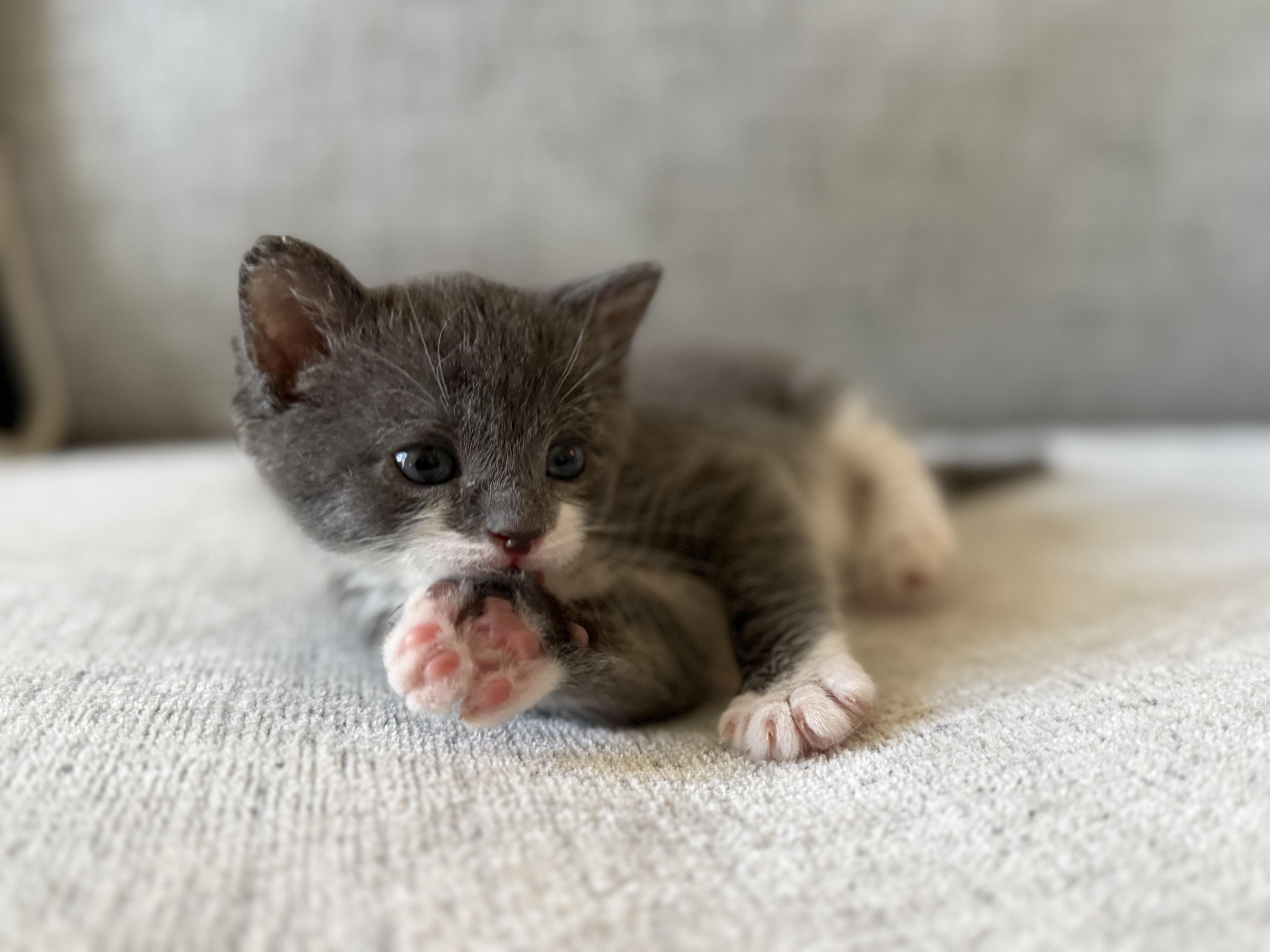 Enlarge Ophelia & Archer, a ADOPTABLE American Shorthair in Washington, DC image 6/6