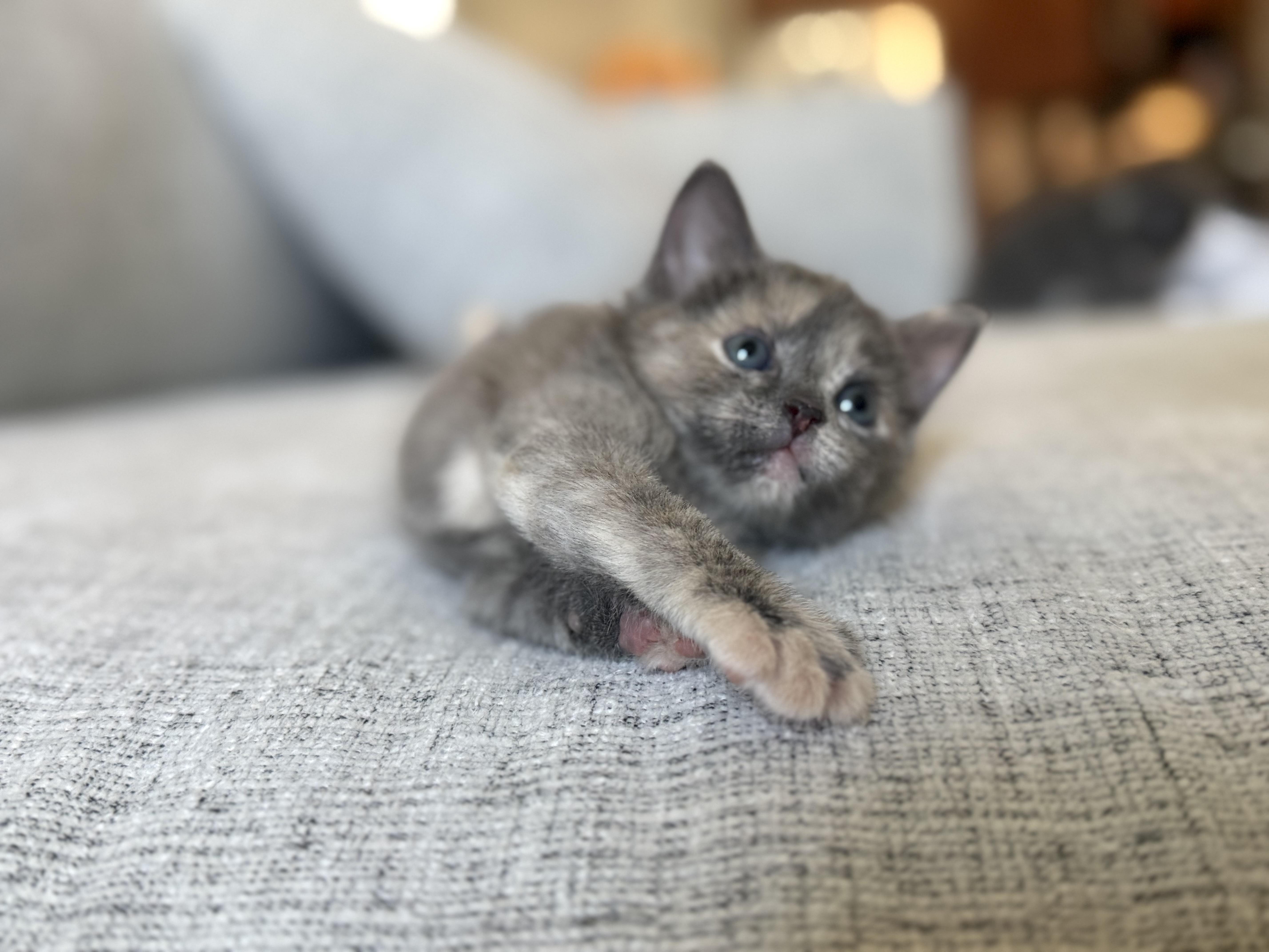 Enlarge Ophelia & Archer, a ADOPTABLE American Shorthair in Washington, DC image 3/6