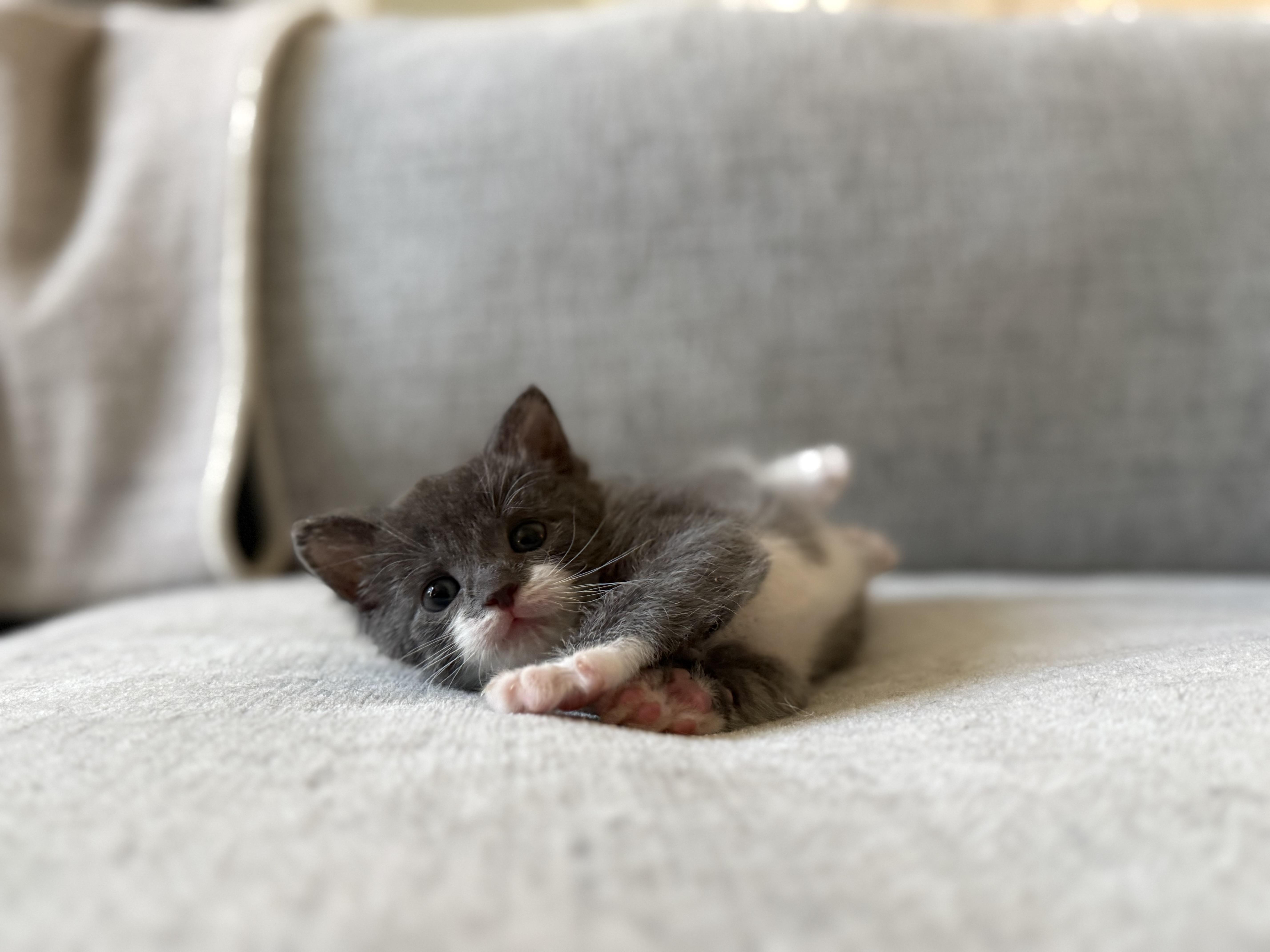 Enlarge Ophelia & Archer, a ADOPTABLE American Shorthair in Washington, DC image 2/6