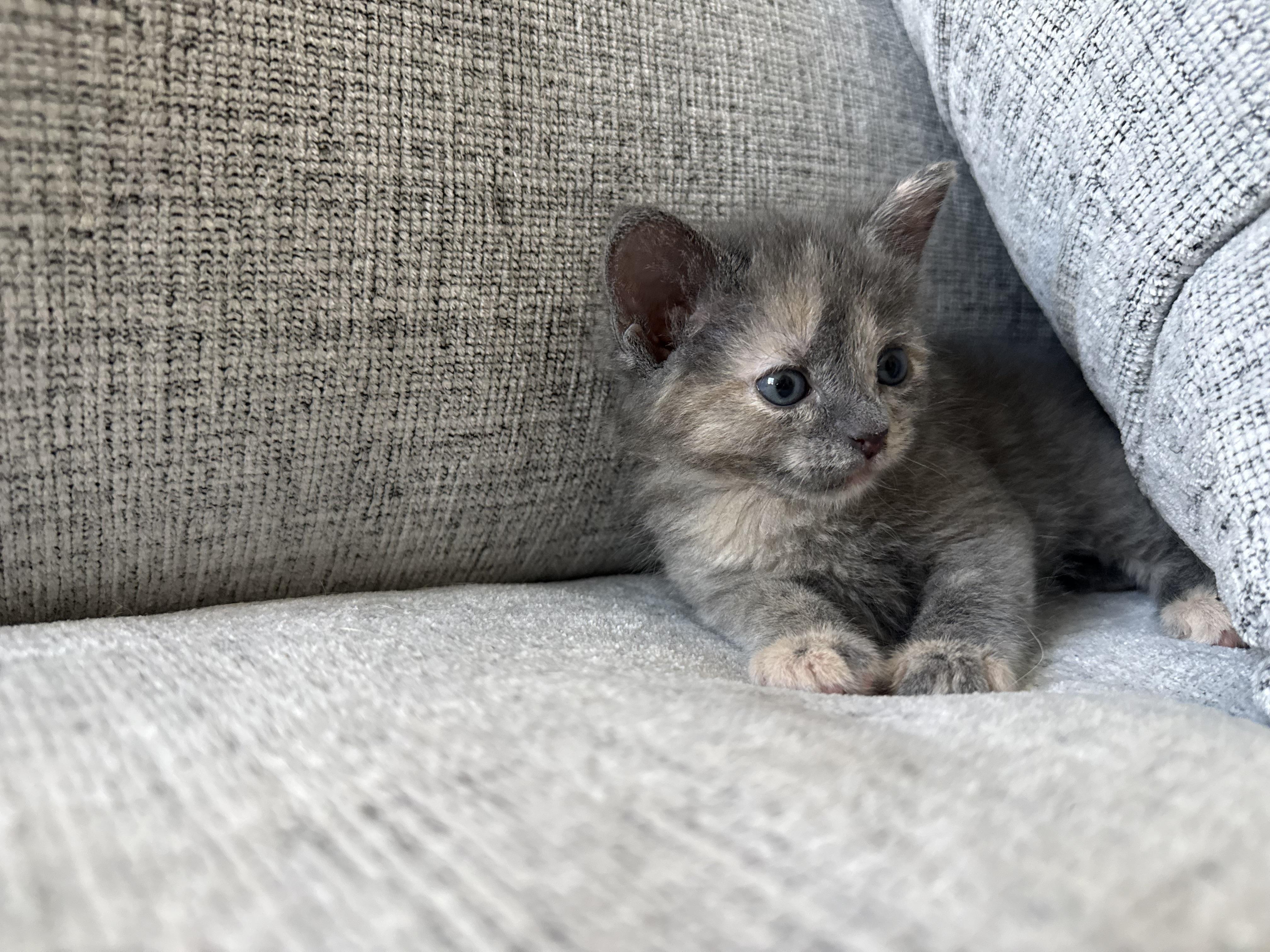 Ophelia & Archer, ADOPTABLE, Kitten Male American Shorthair.