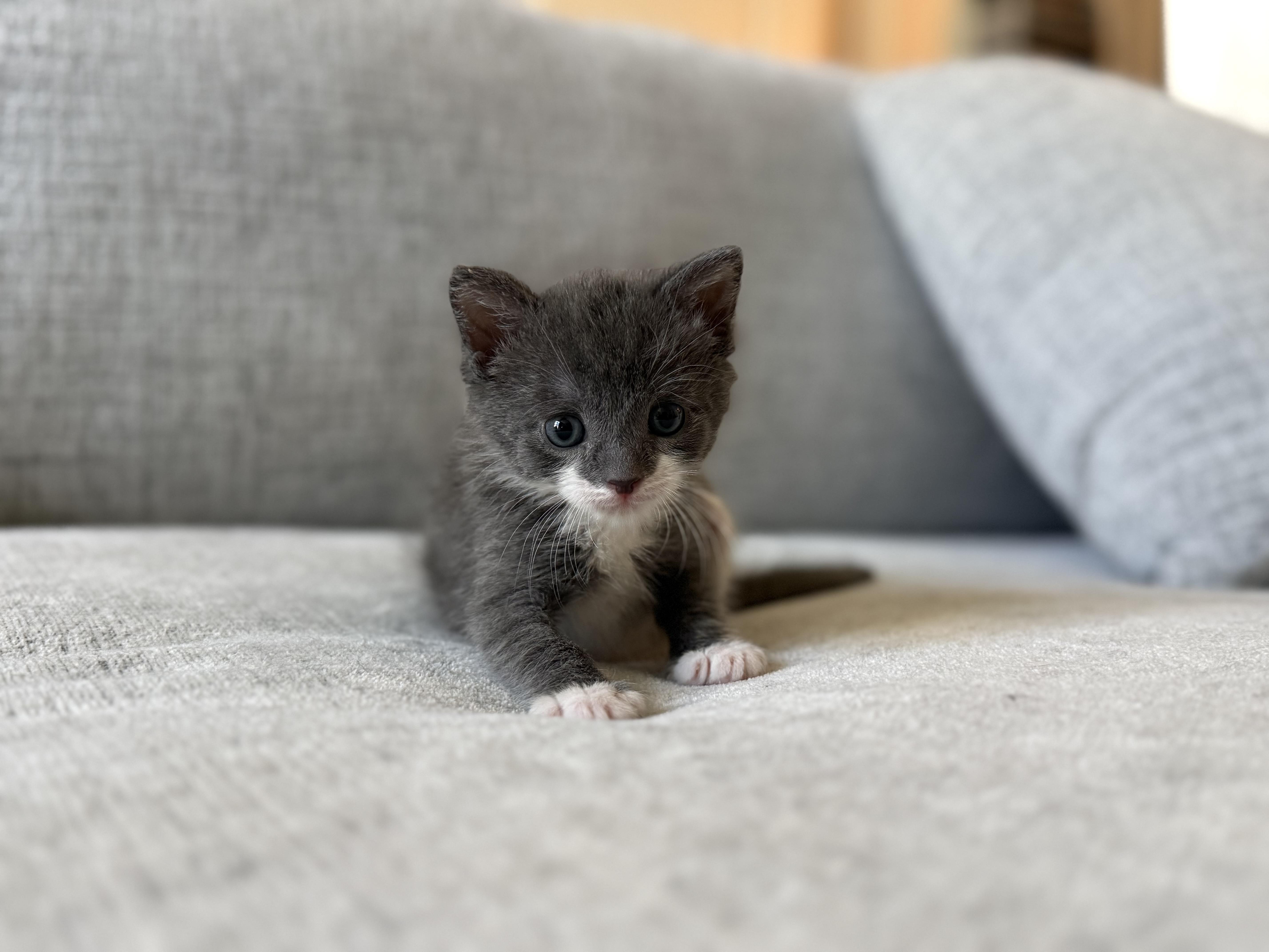 Enlarge Ophelia & Archer, a ADOPTABLE American Shorthair in Washington, DC image 5/6