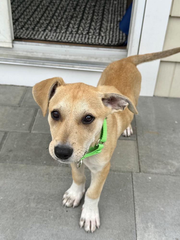 Enlarge Layla, a Adoptable mixed breed in Greenlawn, NY image 3/6