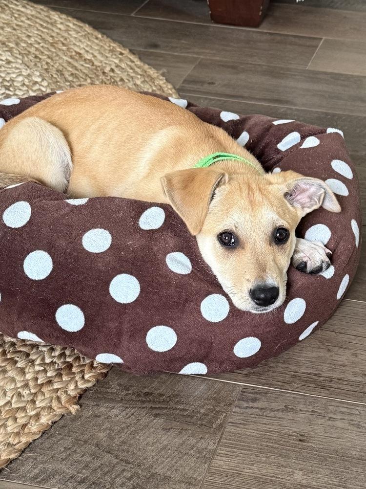 Enlarge Layla, a Adoptable mixed breed in Greenlawn, NY image 4/6