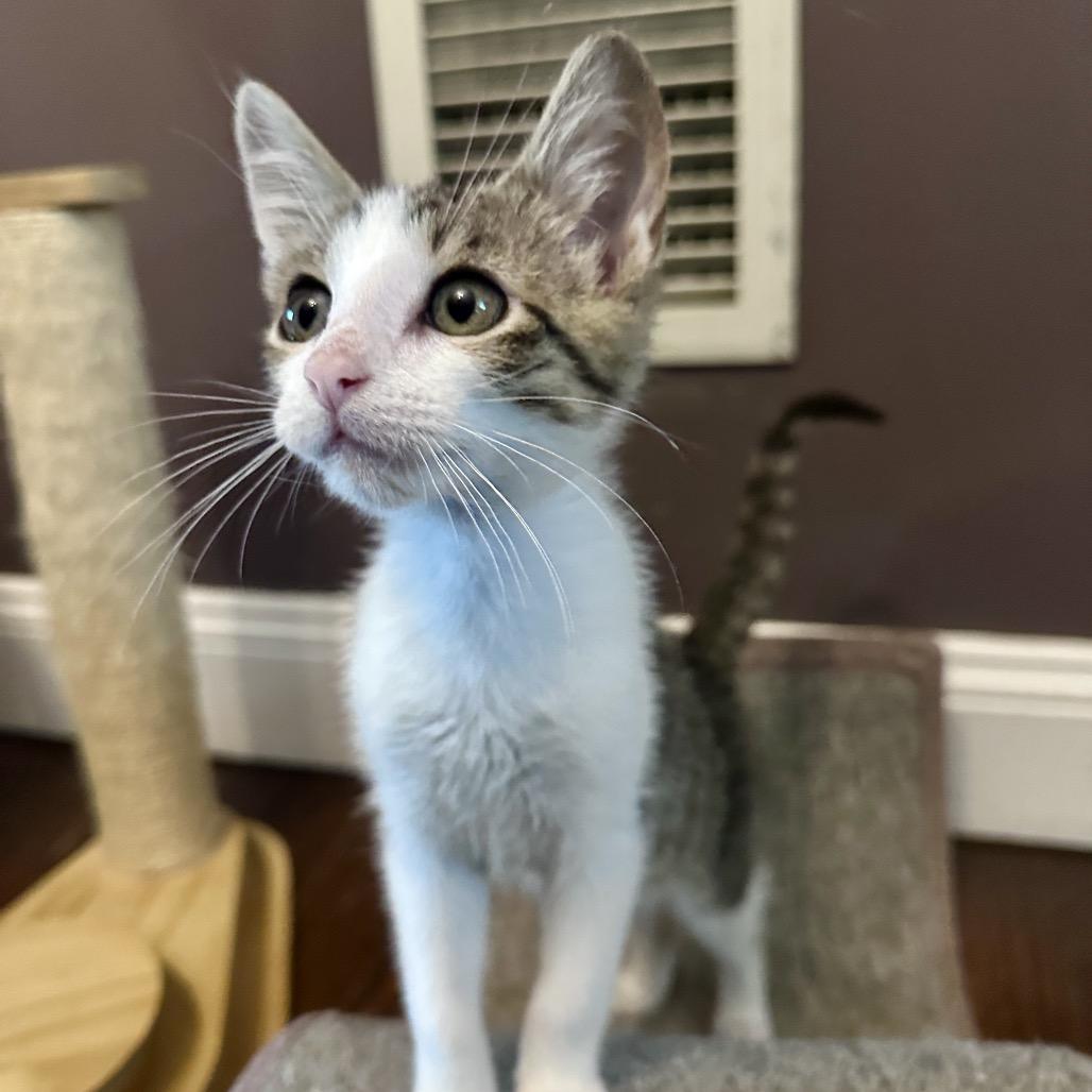 Emmett, Adoptable, Young Male Domestic Short Hair.