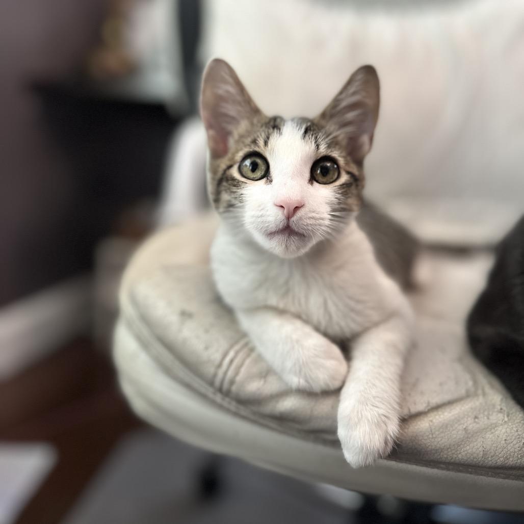 Enlarge Emmett, a Adoptable Domestic Short Hair in Ephrata, PA image 3/6