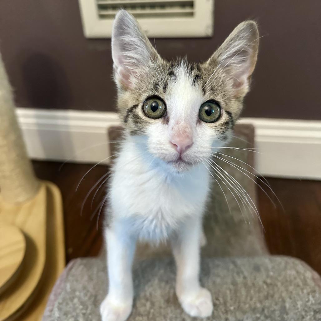 Enlarge Emmett, a Adoptable Domestic Short Hair in Ephrata, PA image 5/6