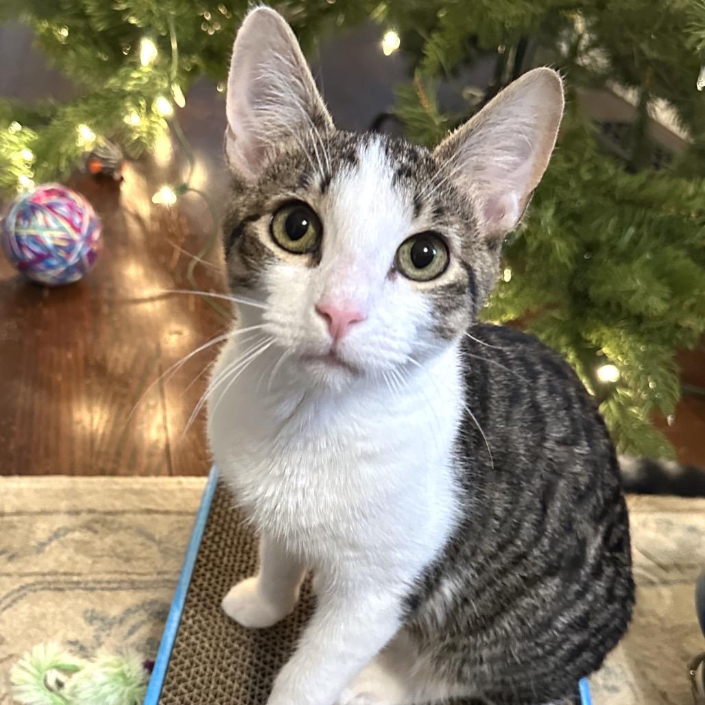 Enlarge Emmett, a Adoptable Domestic Short Hair in Ephrata, PA image 6/6