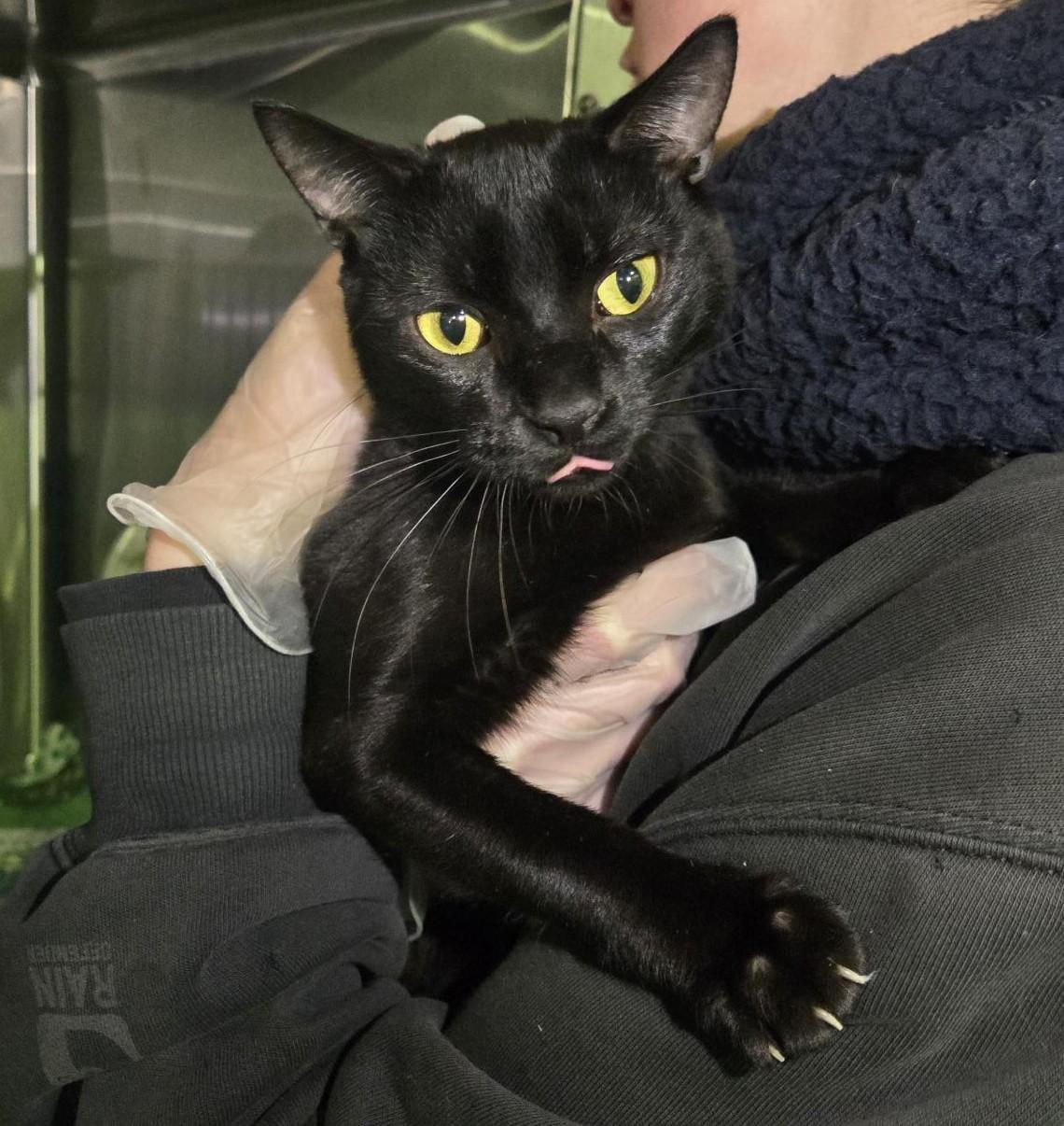 Enlarge Marriot, a Adoptable Domestic Short Hair in Billings, MT image 1/1