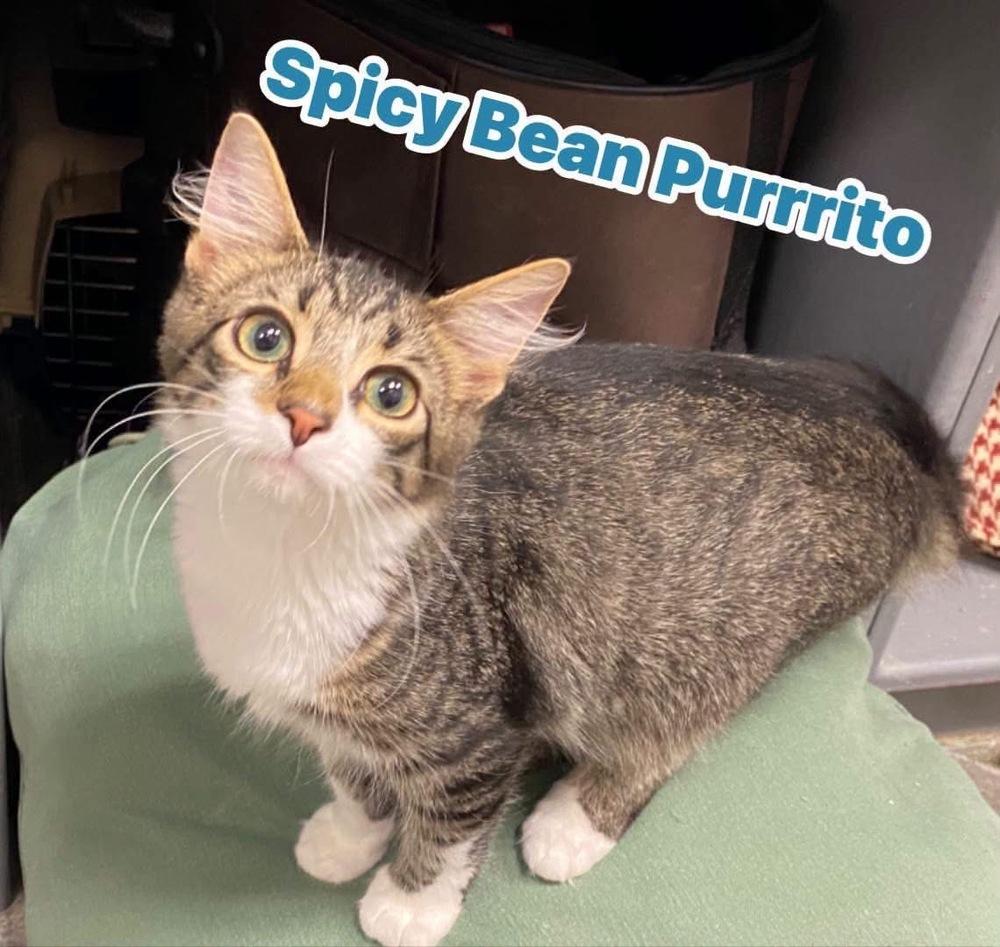 Enlarge Spicy Bean Purrrito, a Adoptable Domestic Medium Hair in Clarksville, TN image 1/4