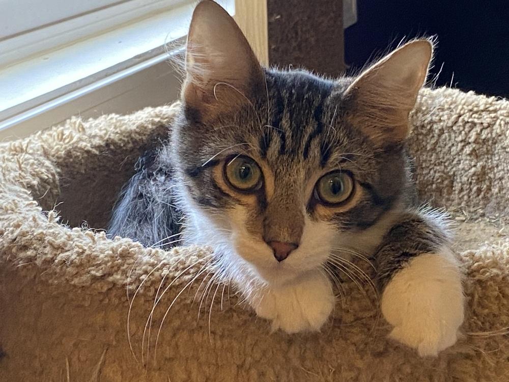 Enlarge Spicy Bean Purrrito, a Adoptable Domestic Medium Hair in Clarksville, TN image 2/4