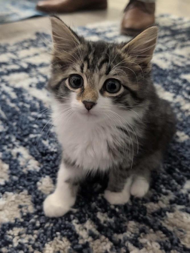 Spicy Bean Purrrito, a Adoptable Domestic Medium Hair in Clarksville, TN image 1/2