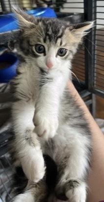 Spicy Bean Purrrito, a Adoptable Domestic Medium Hair in Clarksville, TN image 2/2