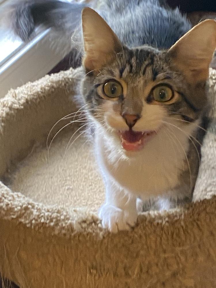 Enlarge Spicy Bean Purrrito, a Adoptable Domestic Medium Hair in Clarksville, TN image 4/4