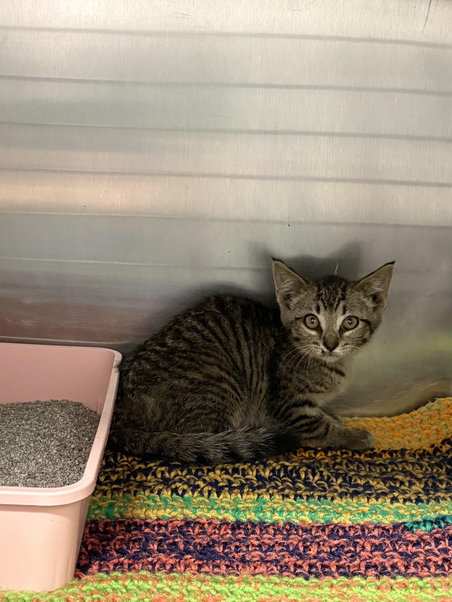 Cleo, ADOPTABLE, Young Female Domestic Short Hair.
