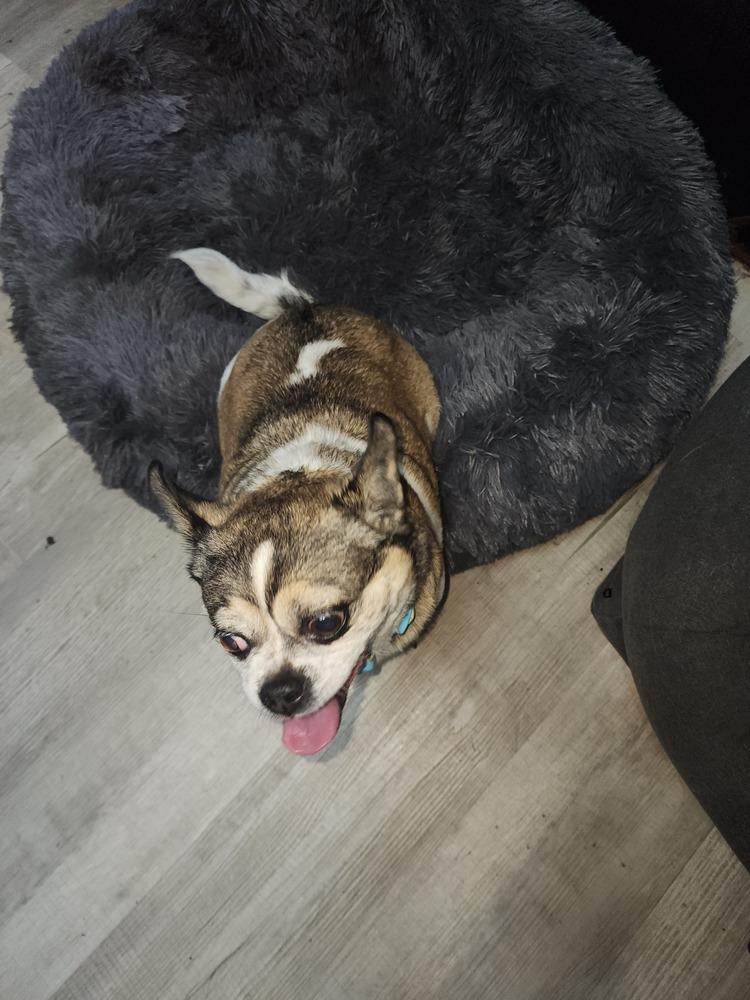 MS phoebe, Adoptable, Senior Female Pug.