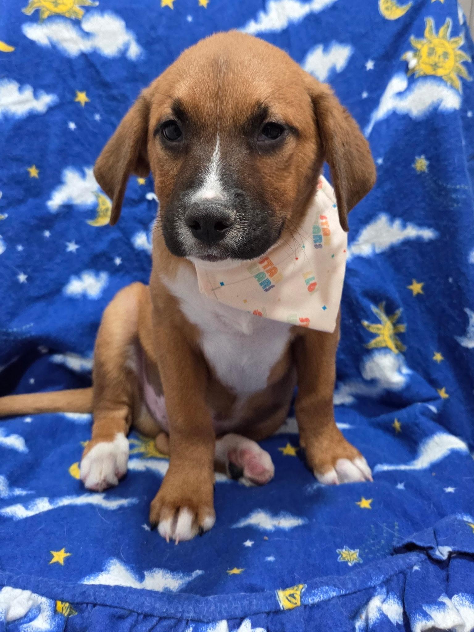 Chewy, an adopted mixed breed in White Lake, MI image 3/5