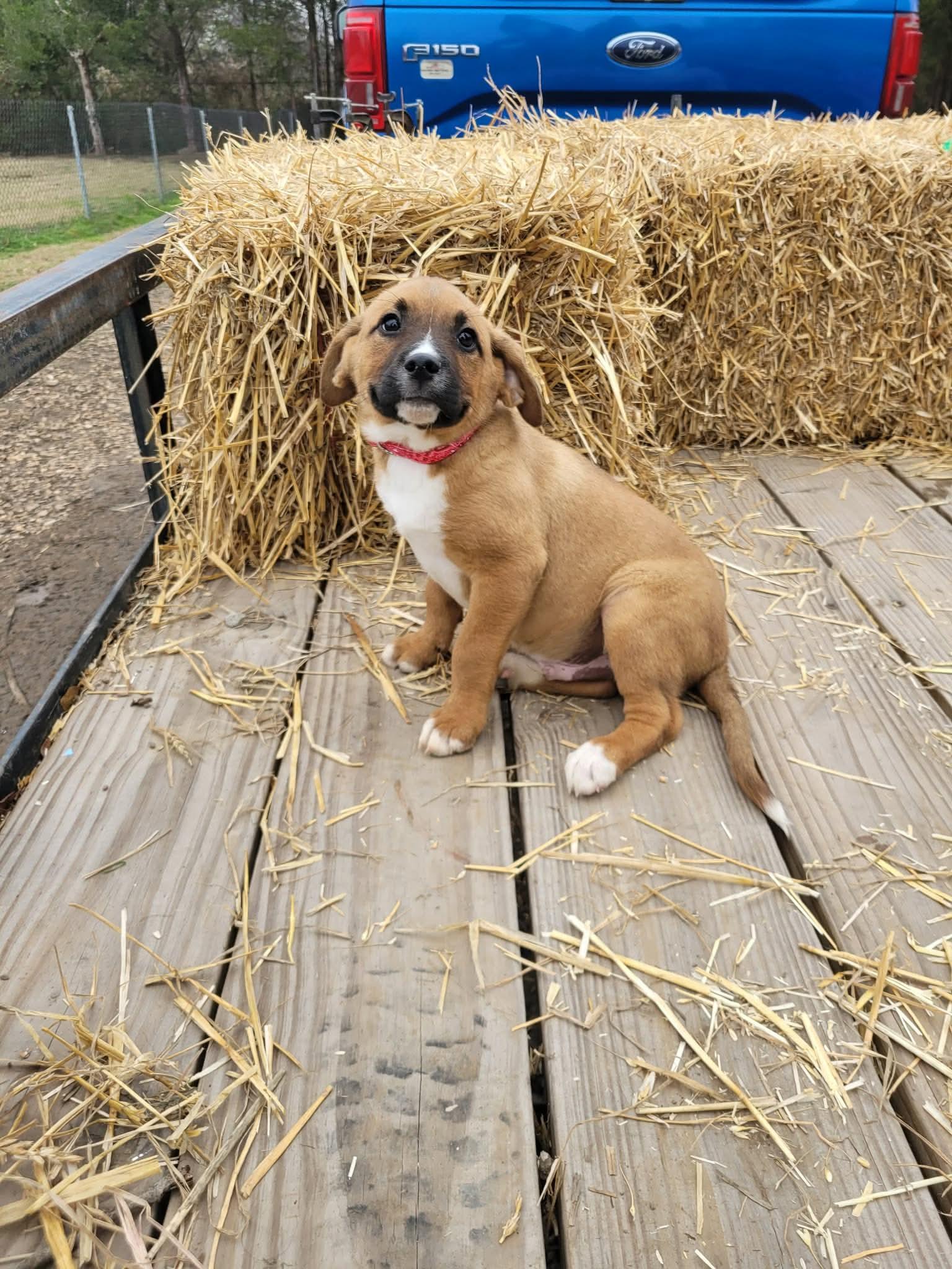 Chewy, ADOPTABLE, Puppy Male Boxer & Beagle.