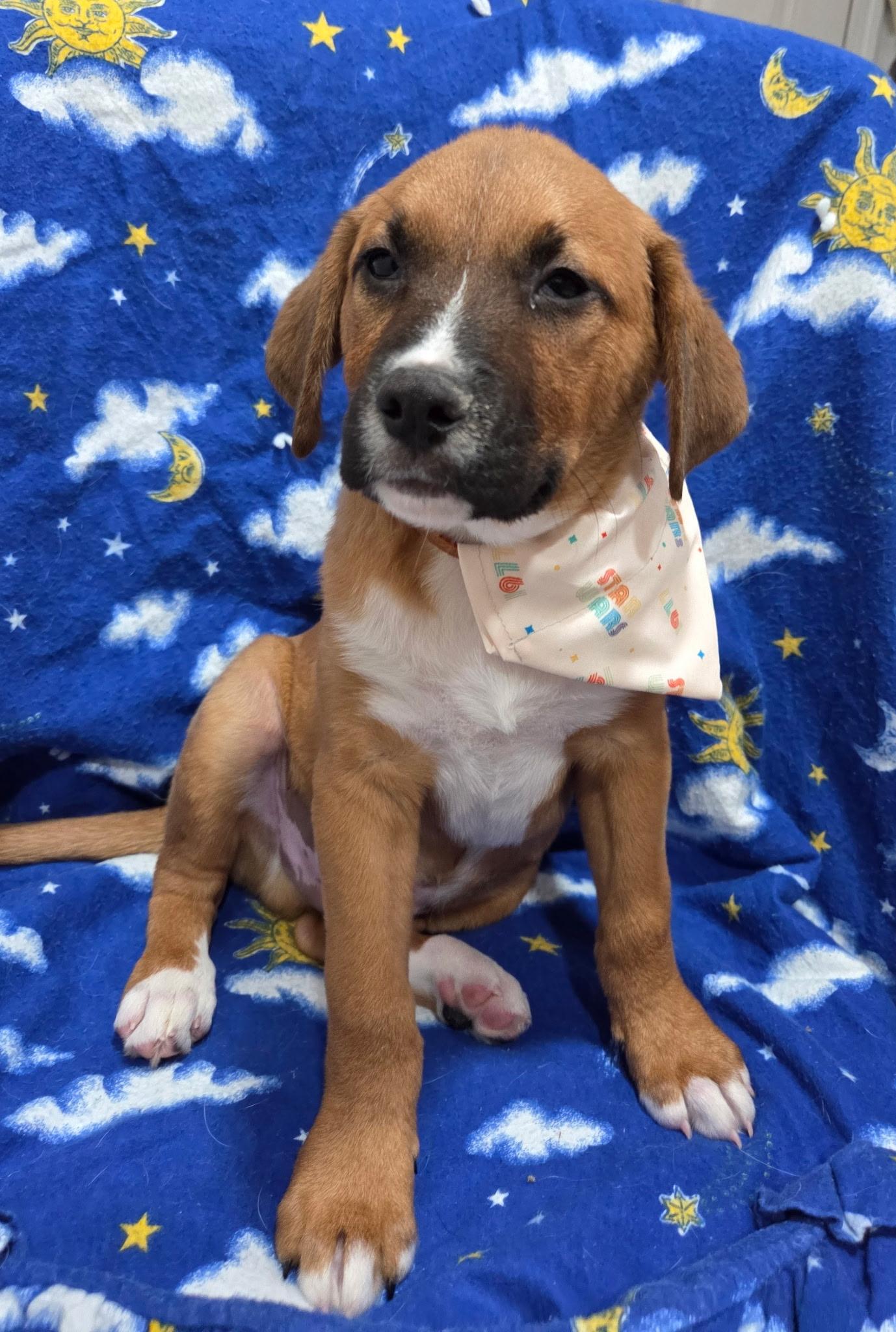 Chewy, an adopted mixed breed in White Lake, MI image 5/5