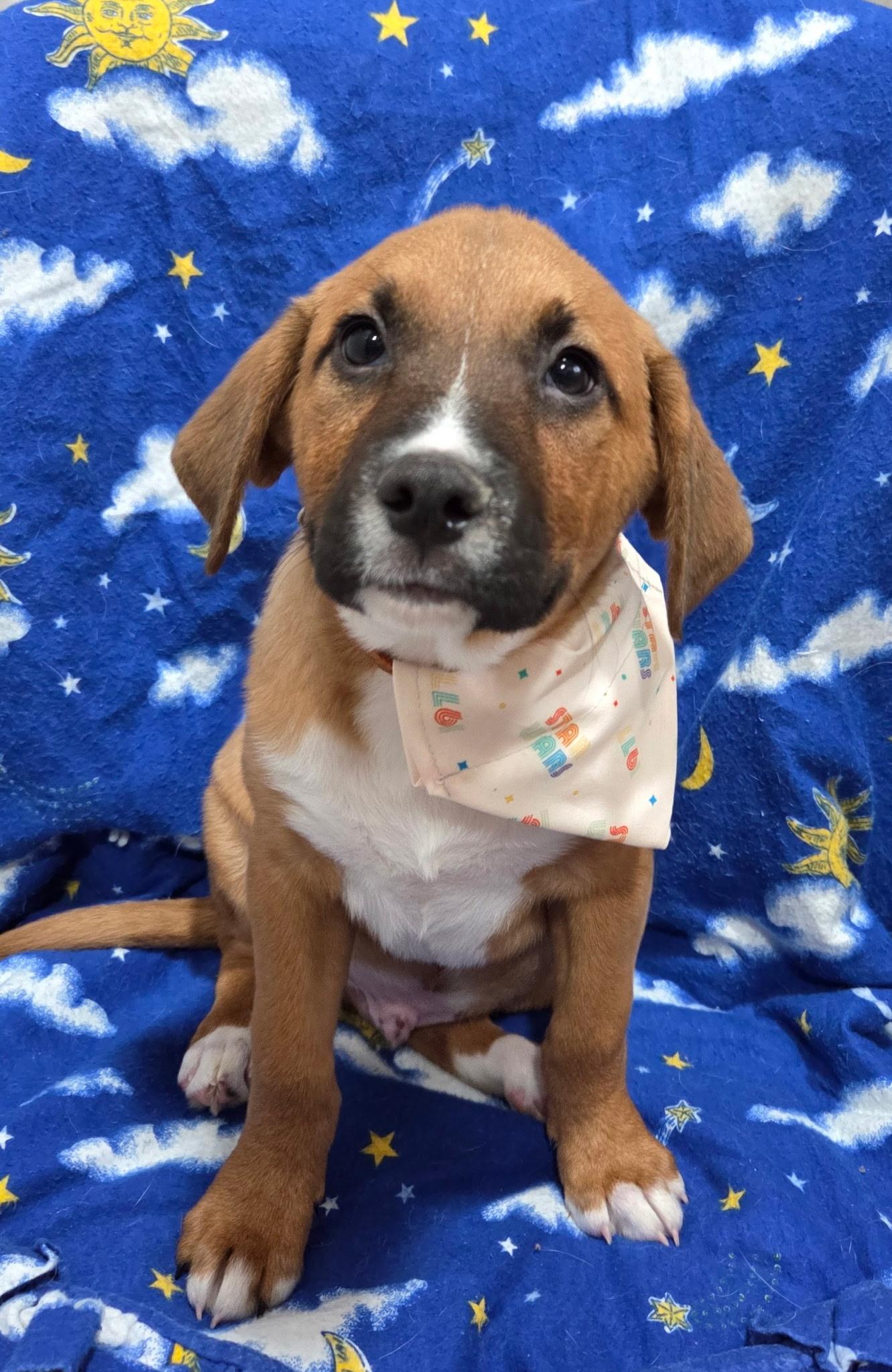 Chewy, an adopted mixed breed in White Lake, MI image 1/5