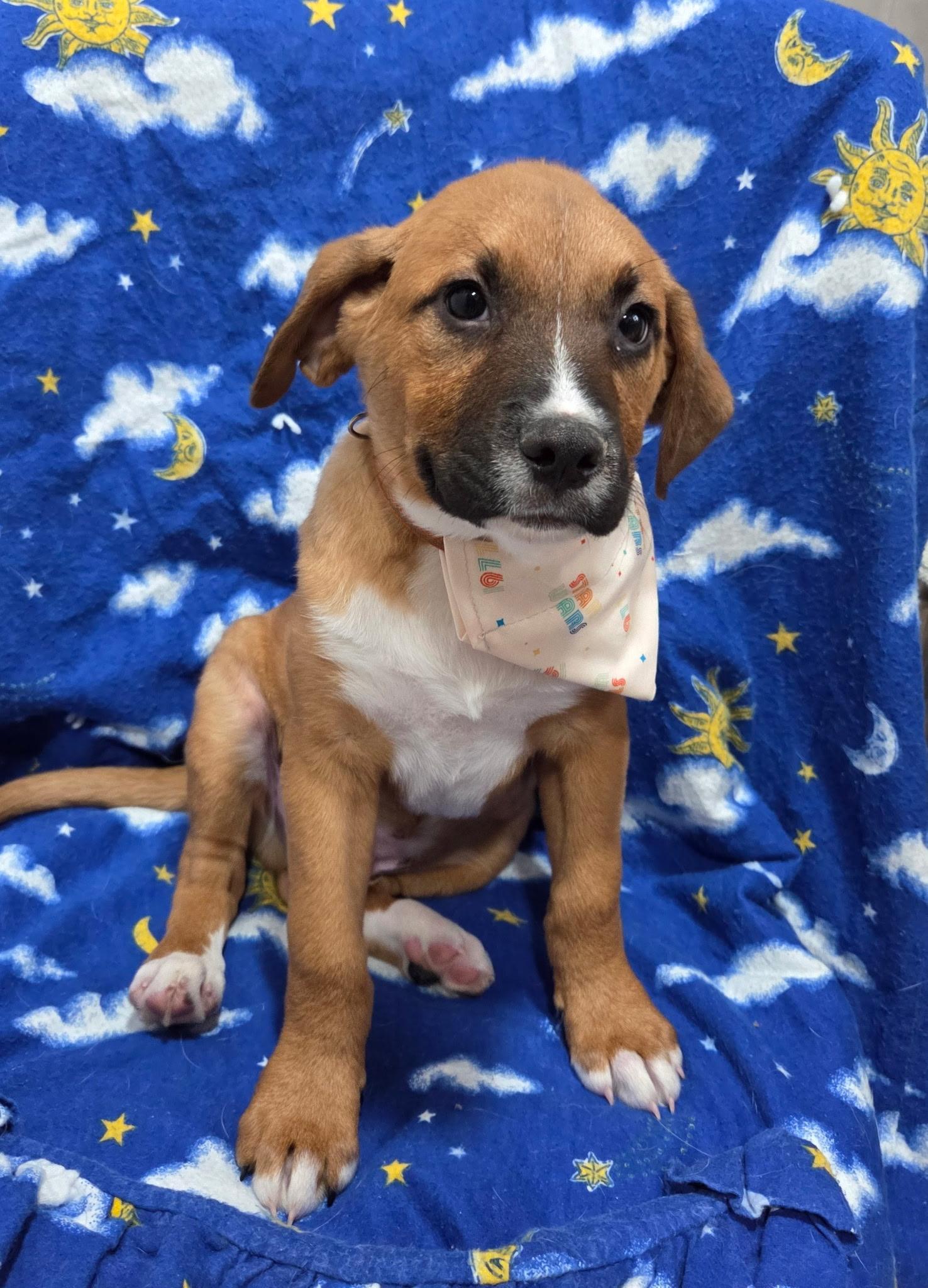 Chewy, an adopted mixed breed in White Lake, MI image 4/5