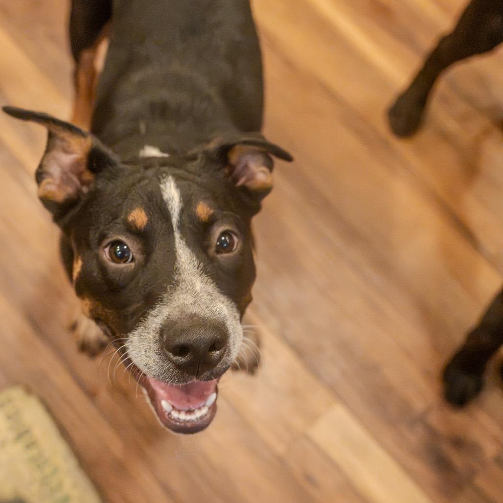 Snoot Dogg, Adoptable, Young Male Australian Cattle Dog / Blue Heeler & American Staffordshire Terrier.
