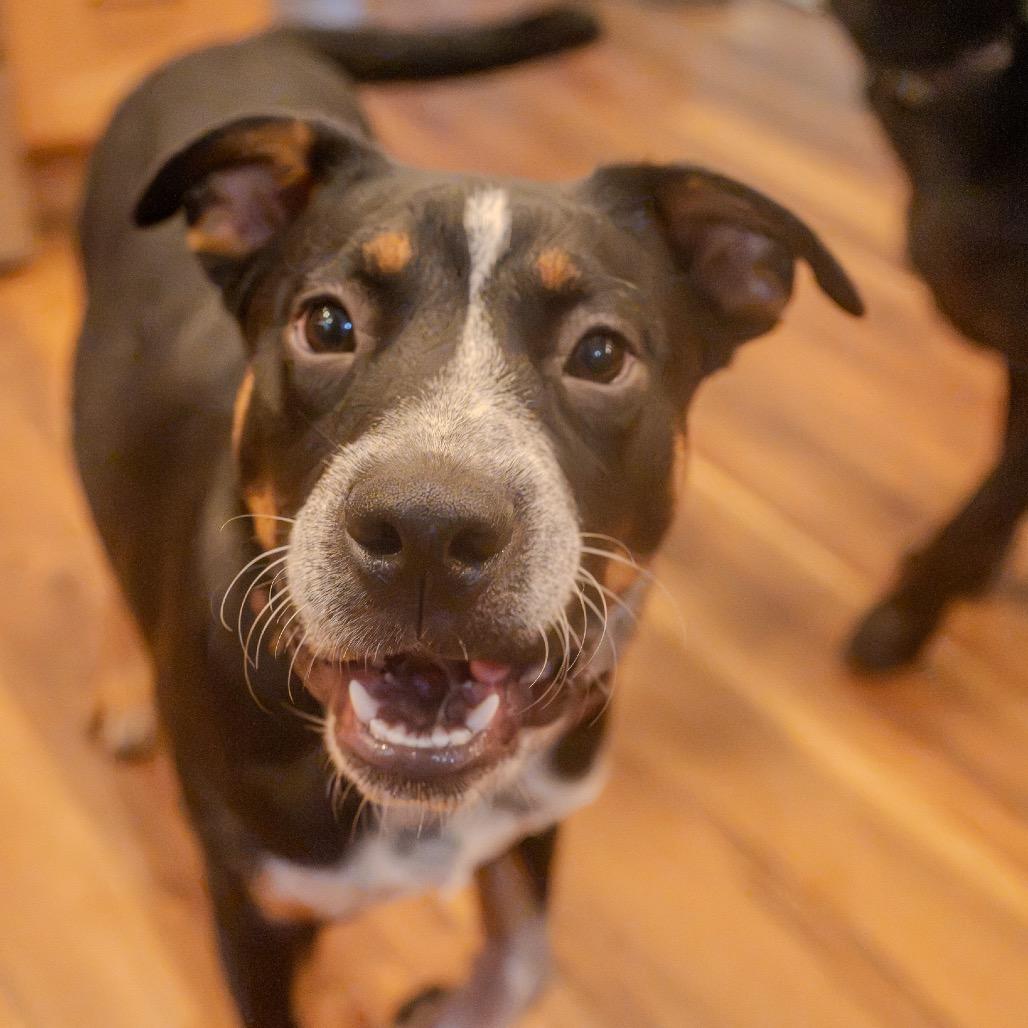 Snoot Dogg, a Adoptable mixed breed in Pawling, NY image 2/6