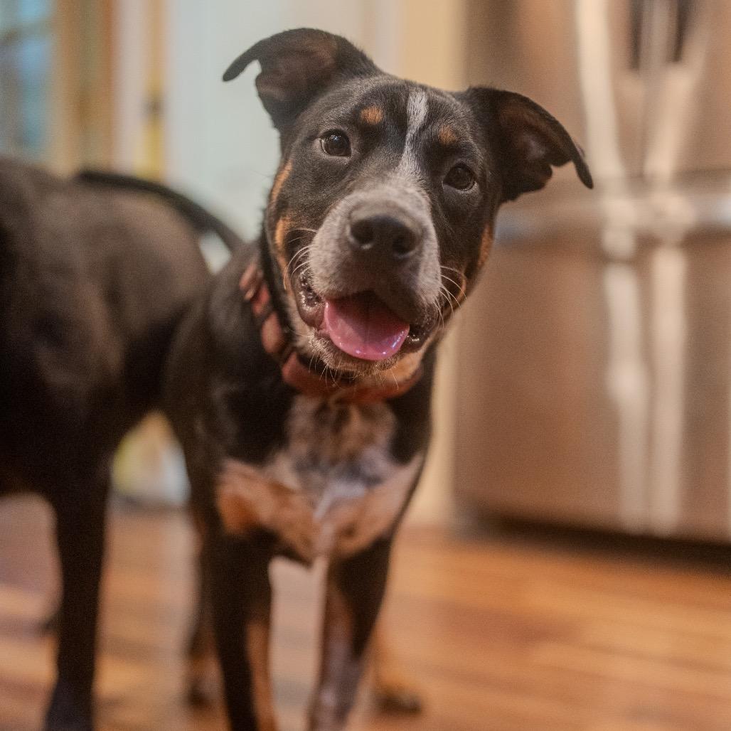 Snoot Dogg, a Adoptable mixed breed in Pawling, NY image 3/6