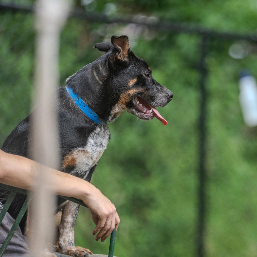 Snoot Dogg, a Adoptable mixed breed in Pawling, NY image 4/6