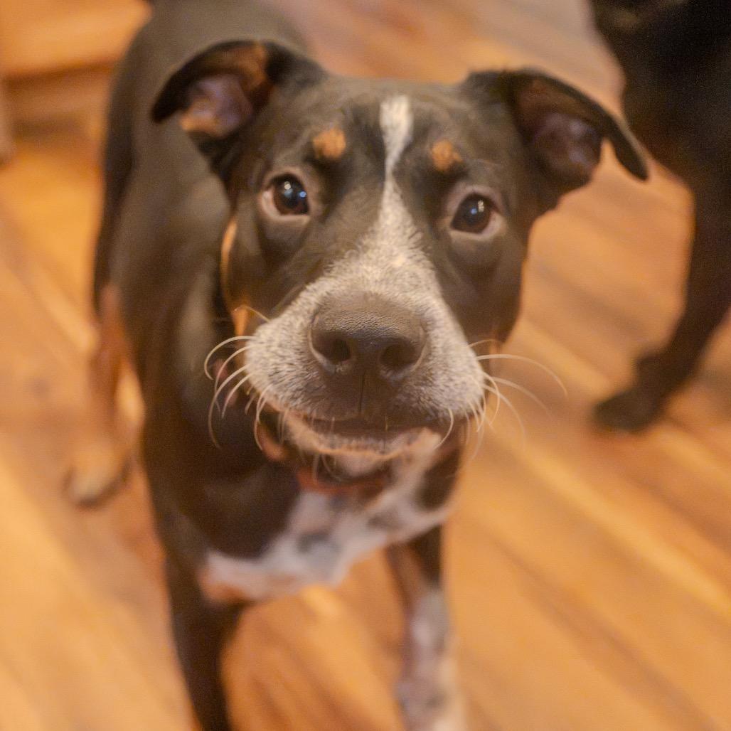 Snoot Dogg, a Adoptable mixed breed in Pawling, NY image 5/6