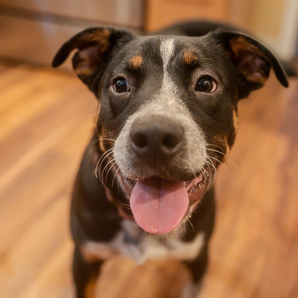Snoot Dogg, a Adoptable mixed breed in Pawling, NY image 6/6