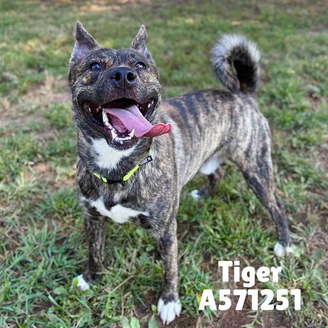 TIGER, Adoptable, Young Male Staffordshire Bull Terrier & Dutch Shepherd.