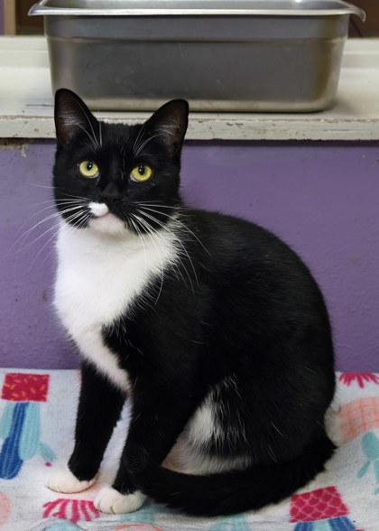 Cherie, an adopted Domestic Short Hair in Baton Rouge, LA image 2/2