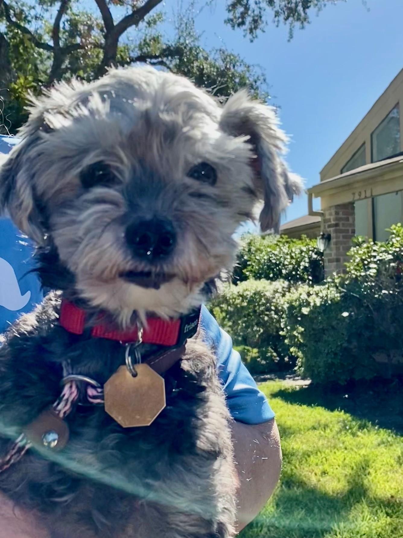 Enlarge Pooh Bear, an adopted mixed breed in Houston, TX image 2/4