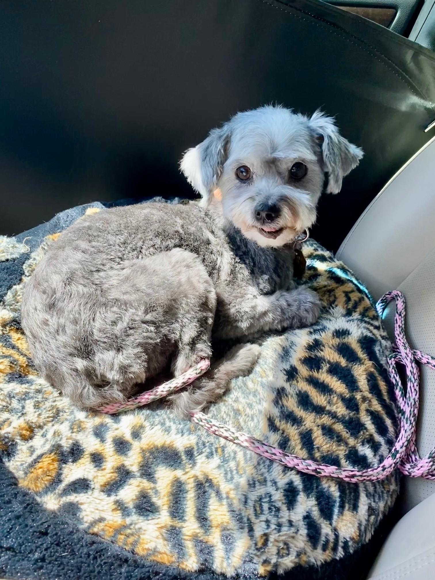 Enlarge Pooh Bear, an adopted mixed breed in Houston, TX image 1/4