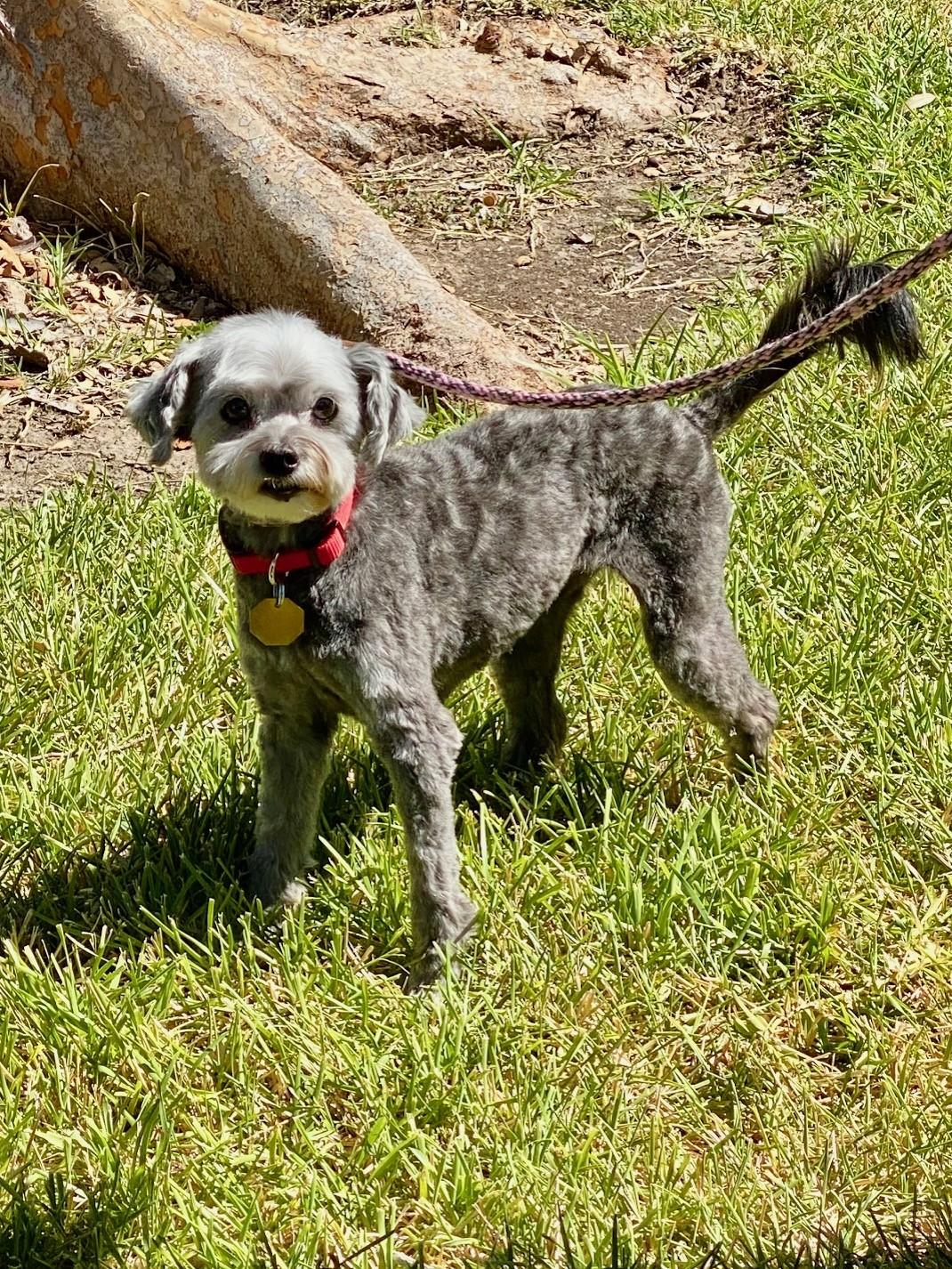 Enlarge Pooh Bear, an adopted mixed breed in Houston, TX image 3/4