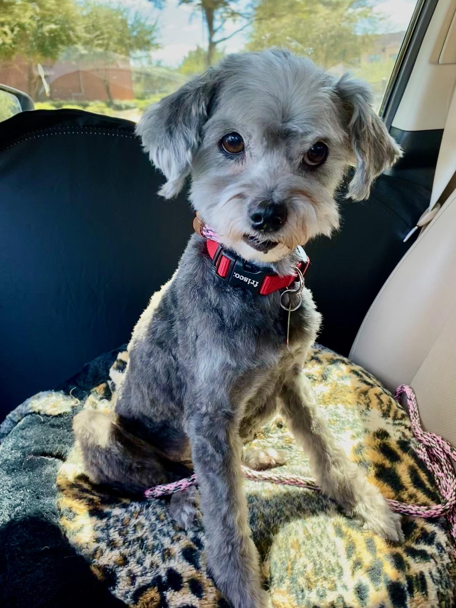 Enlarge Pooh Bear, an adopted mixed breed in Houston, TX image 4/4