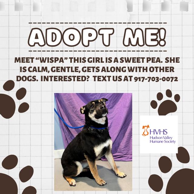 Enlarge WISPA, a Adoptable mixed breed in Pomona, NY image 1/1