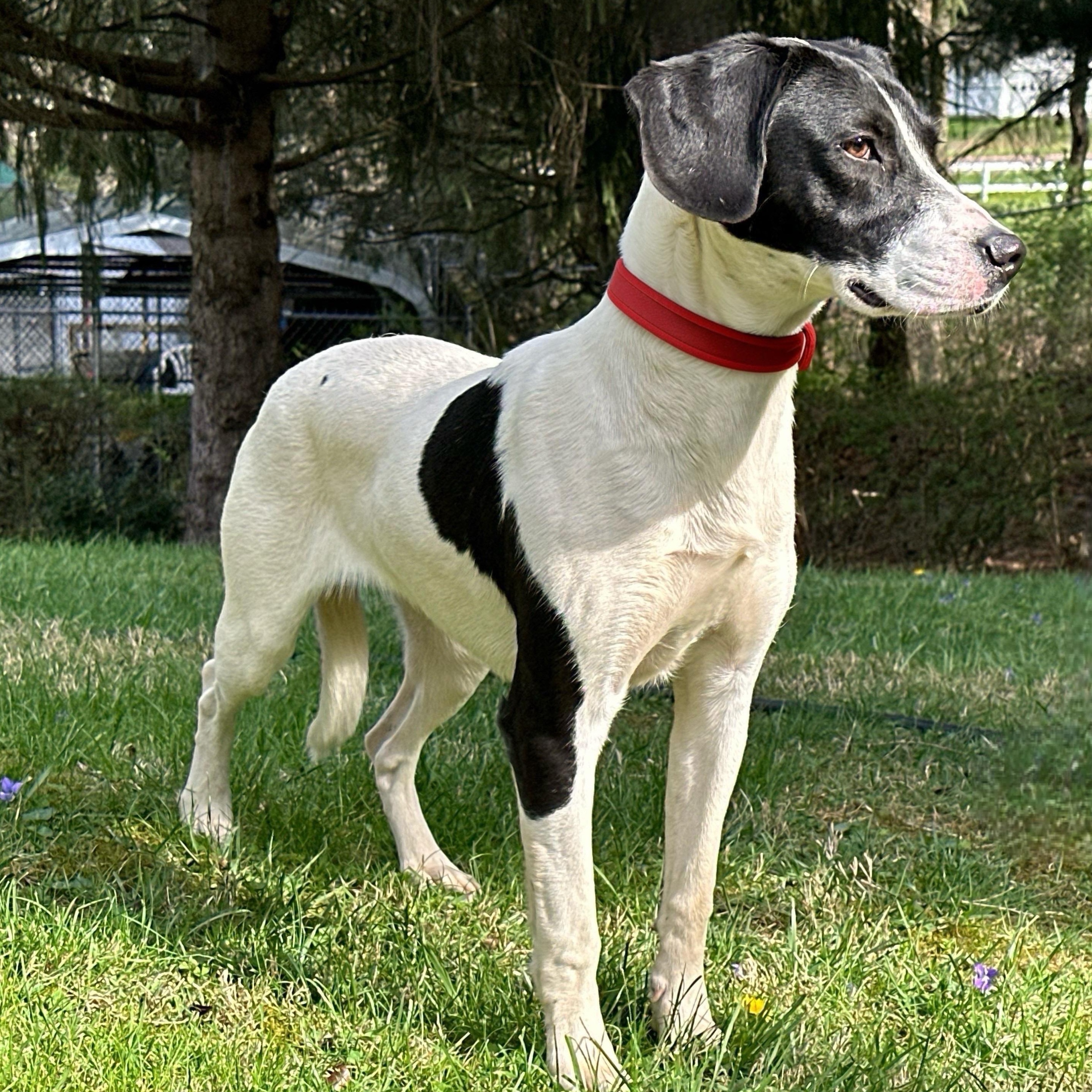 Isabella