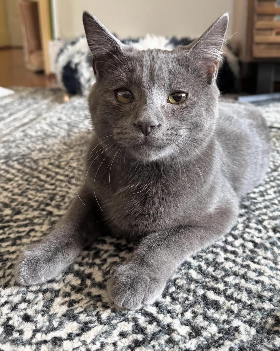 Enlarge Winkie , a Adoptable Domestic Short Hair in Beltsville, MD image 1/6